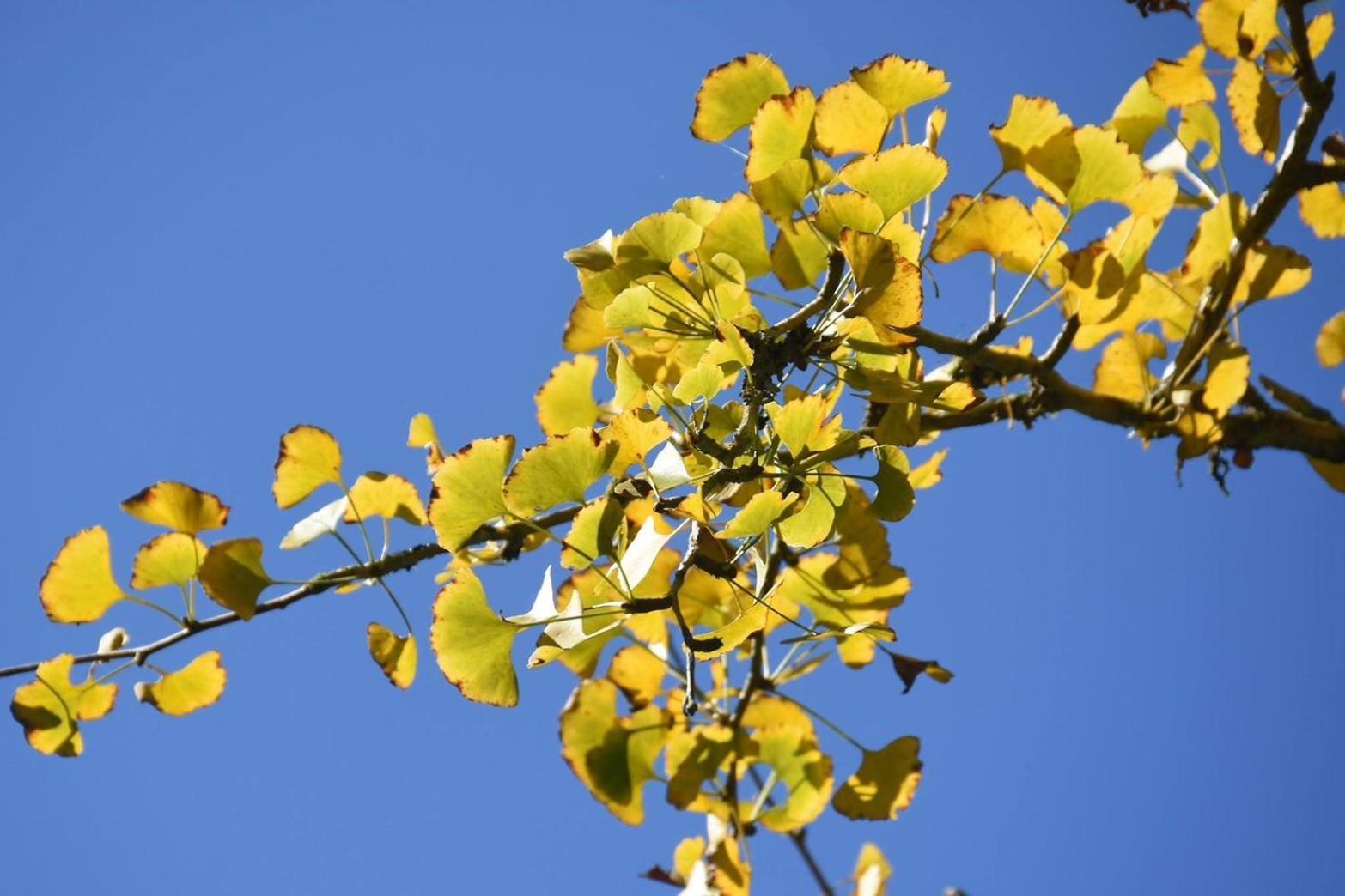 Ginkgo Hotel Lugu Exteriér fotografie
